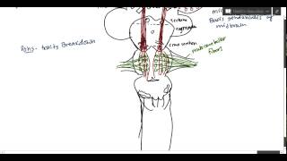 Neuroanatomy  Corticospinal Tract USMLE [upl. by Shellie796]