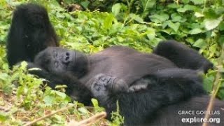 GRACE Gorilla Livestream powered by EXPLOREorg [upl. by Bonneau]