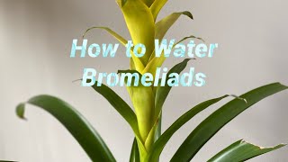 How to water bromeliads [upl. by Shivers455]