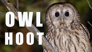 Tawny OWL call at night bird sounds and noises [upl. by Amery]