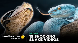 15 Shocking Snake Videos 🐍 Smithsonian Channel [upl. by Alaehcim44]