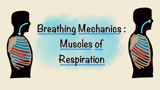 Muscles of Respiration  Breathing Mechanics  Respiratory Physiology [upl. by Mattie]