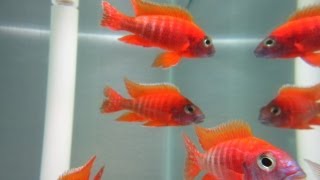 How To Breed African Cichlids [upl. by Akital]