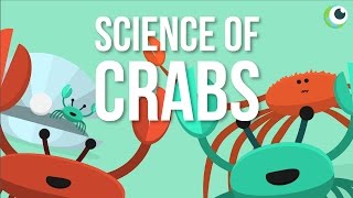 Beautiful Science  The Science of Crabs [upl. by Leverett]