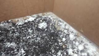 Magic Mushroom Grow Kit Pinning after 9 days [upl. by Idarb]