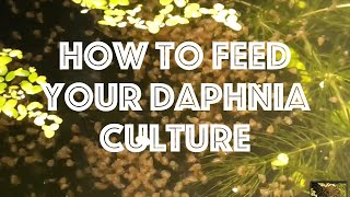 How To Feed Your Daphnia Culture [upl. by Susette325]