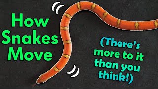 How Snakes Move They dont just slither [upl. by Limoli]