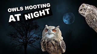 Relaxing Owl Sounds for Sleep [upl. by Fan]