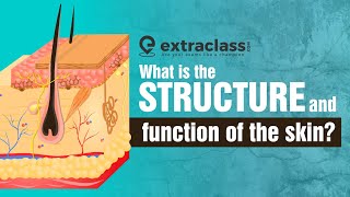 What is the structure and function of the skin  Biology  Extraclasscom [upl. by Notsahc190]