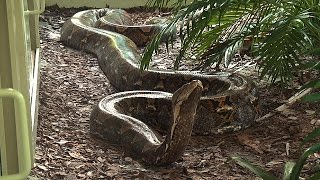 Giant 19 Foot 200 Pound Reticulated Python at Naples Zoo [upl. by Krutz188]