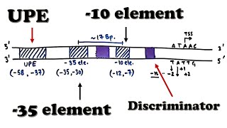 Prokaryotic Transcription  Promoter Structure and Organization [upl. by Etteloc]