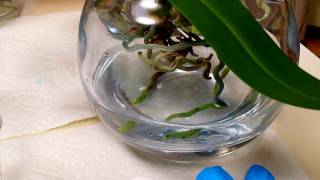 Fertilizing tips for orchids in full water culture [upl. by Ellehsor572]