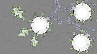 Video 11 Antigen Eating Phagocytes [upl. by Tinor374]