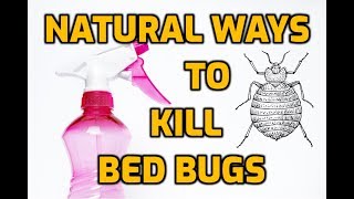 Natural Ways To Kill Bed Bugs 7 DIY Methods [upl. by Eneryc173]