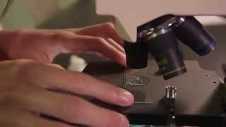 How to Use a Compound Microscope [upl. by Maren]