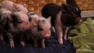 Perfectly Precious Potbelly Pigs  Too Cute [upl. by Collyer]