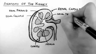 Renal Anatomy 1  Kidney [upl. by Raskind]