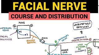 Facial Nerve Anatomy  1  Course and Distribution [upl. by Olney708]