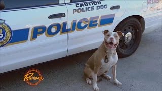 New York States First Pit Bull K9 Officer is Trying to Change Her Breeds Image [upl. by Auhs479]