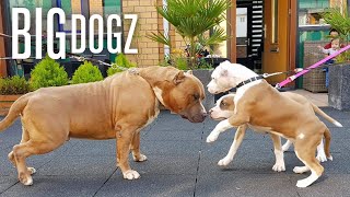 Our Giant Pitbull Family  BIG DOGZ [upl. by Domeniga]