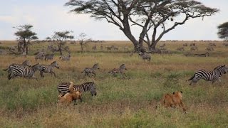 Lion Kill Serengeti NP quotThe Full Storyquot [upl. by Beatrix]