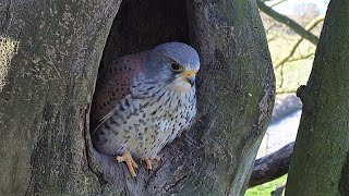 Kestrels Brave it Out After Several Brutal Raids on their Nest  Mr amp Mrs Kes  Robert E Fuller [upl. by Steel847]