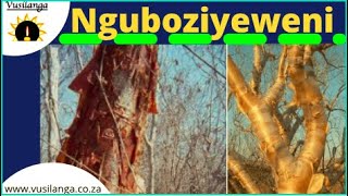 Nguboziyeweni uMhlunguthi [upl. by Anelrahc]