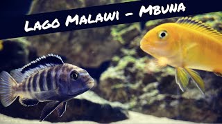 RESUMEN SEMANAL 1  Cíclidos africanos del lago Malawi  Mbuna [upl. by Amin642]