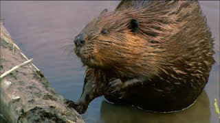 How Do Beavers Build Dams  Nature on PBS [upl. by Assile]