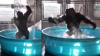 This dancing gorilla is breaking the Internet [upl. by Ostap]