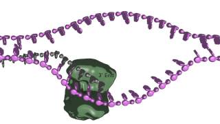 Homologydependent double strand break repair [upl. by Akzseinga]