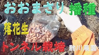 落花生おおまさり播種 目指せ100品目 邑南町 駒川農園 21411 [upl. by Nojram]