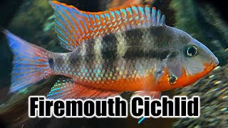 Firemouth Cichlid  Care Guide amp Species Profile [upl. by Katina]