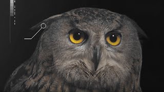 How Does an Owls Hearing Work  Super Powered Owls  BBC Earth [upl. by Tiffanle]