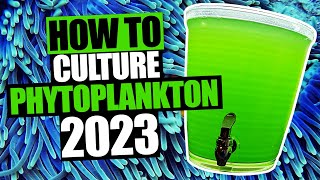 How to Culture Phytoplankton [upl. by Goldshell439]