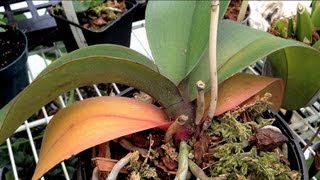 ORCHID CARE  Yellow Leaves and Other Ailments PART 1 How to remove Old yellow Leaves [upl. by Jethro]