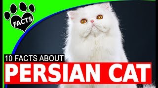 Top 10 Fun Facts About Persian Cats  Cats 101 [upl. by Alfonzo]