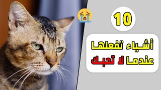 10 تصرفات تفعلها القطط عندما تكون لا تحبك [upl. by Rennug871]