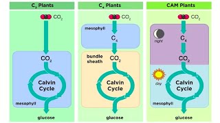 Types of Photosynthesis in Plants C3 C4 and CAM [upl. by Hurff]