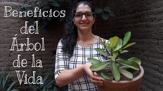 BENEFICIOS DEL ÁRBOL DE LA VIDA  ERICA SILVA [upl. by Ijan]