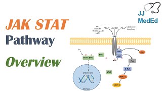 JAKSTAT Signaling Pathway [upl. by Lerred]