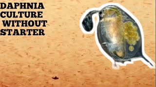 HOW TO CULTURE DAPHNIA NATURALLY WITHOUT A STARTER [upl. by Yelsek216]