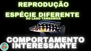 Julidochromis reprodução [upl. by Towbin523]