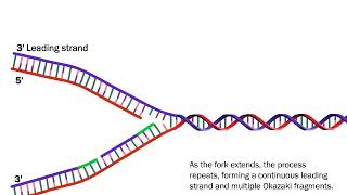 DNA Replication The Process Simplified [upl. by Analah]