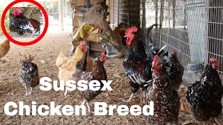 Chicken Breed Analysis Sussex [upl. by Ilbert133]