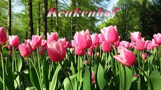 Keukenhof 2018  Beautiful flowers in the most famous spring garden in the world [upl. by Cower]