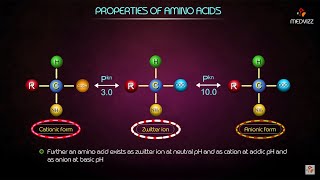 Properties of Amino acids  Medical biochemistry animations [upl. by Grethel]