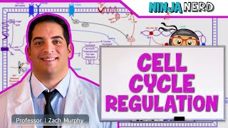 Cell Biology  Cell Cycle Regulation [upl. by Vaenfila]