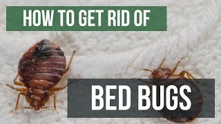 How To Get Rid of Bed Bugs Guaranteed 4 Easy Steps [upl. by Damas315]