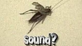 Stridulation  How and Why Crickets Make Sound [upl. by Ardnal]